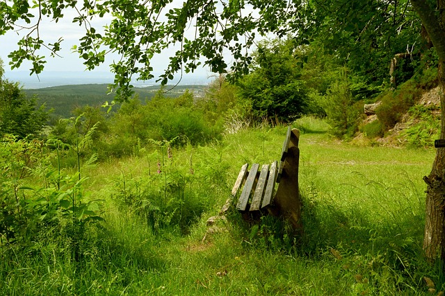 近年来力求 近年来力求